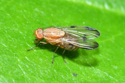 Réf. 316 002 : Minettia inusta